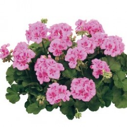 Toscana® Trend Lavender Pink Eye (Vera)